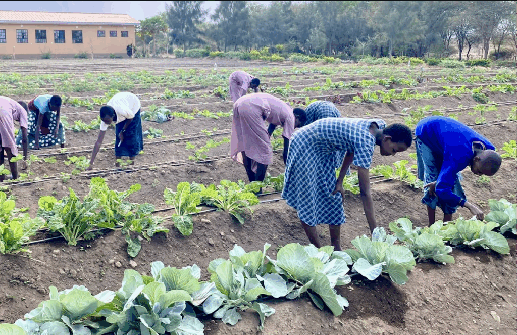People working in a crop field